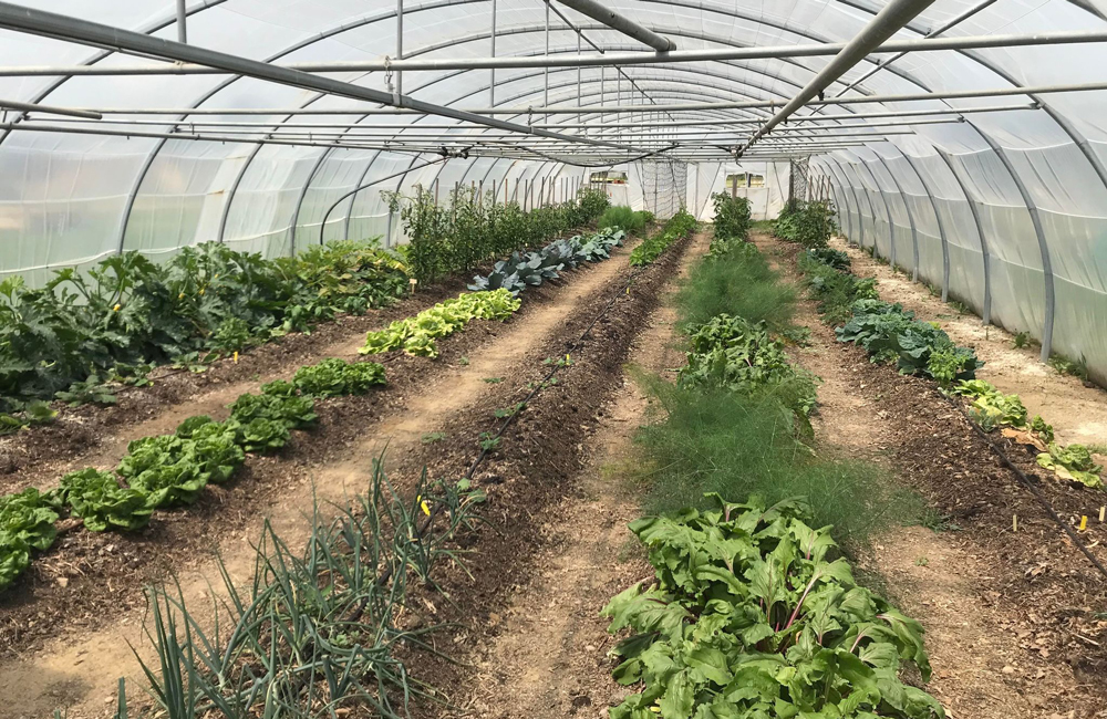 Une production de légumes en régie à Carbonne