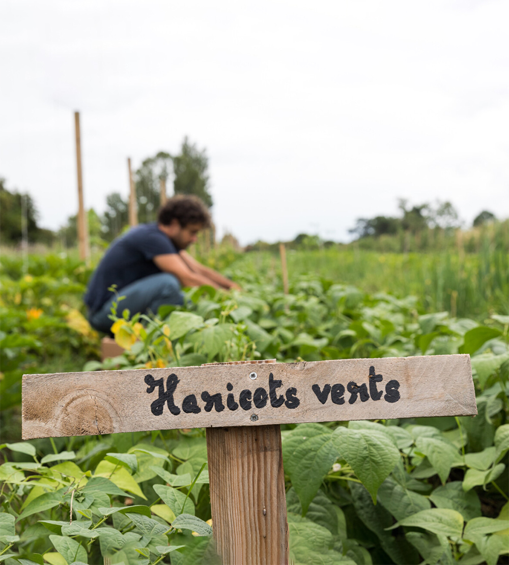 Notre vision - photo illustrative d'un potager avec un panneau en bois Haricots verts